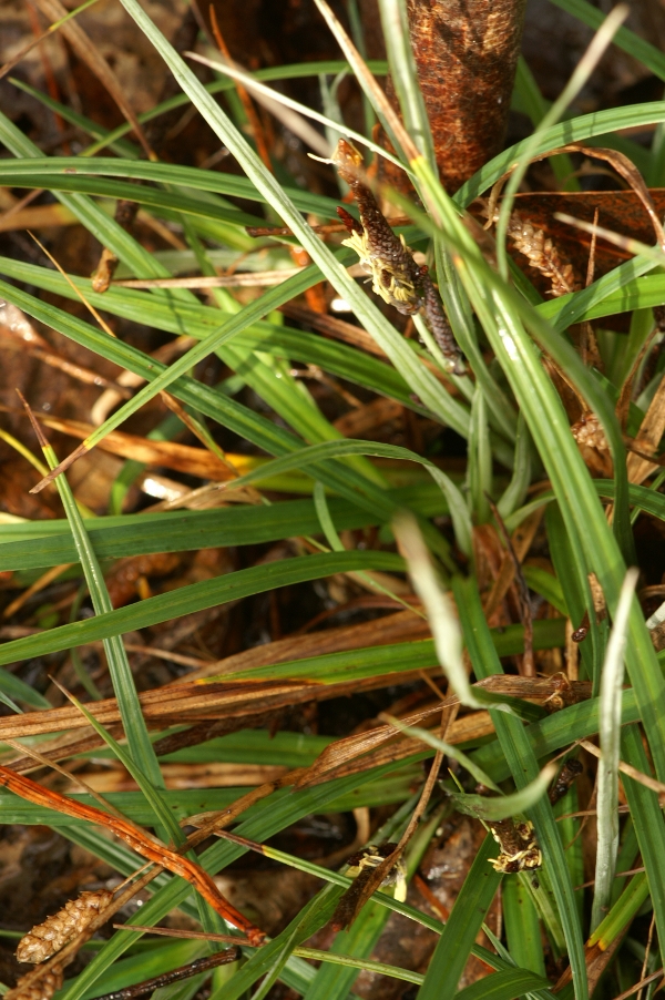 Carex gaudichaudiana
